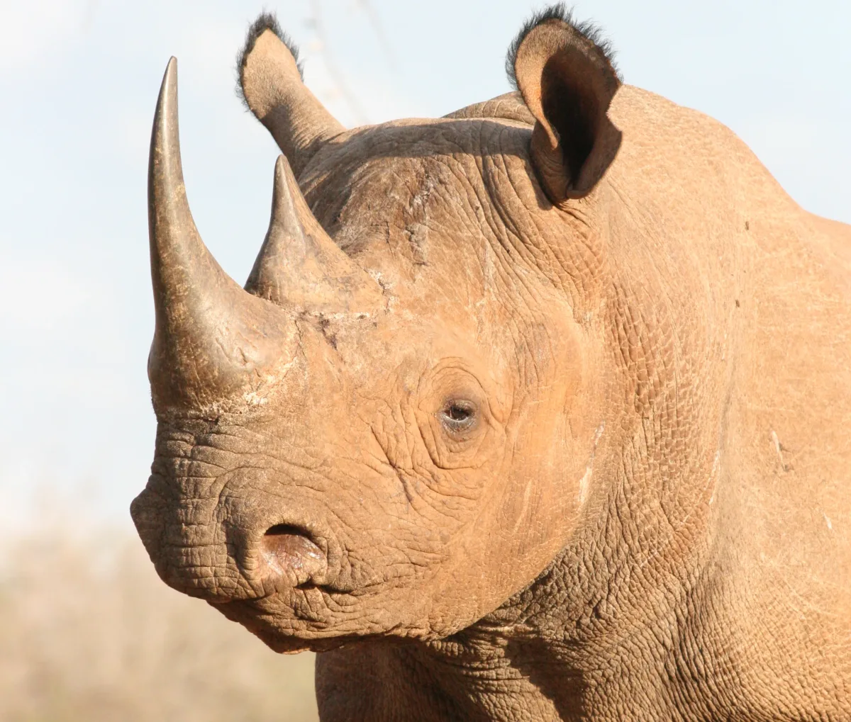 Black rhino on a Mkomazi safari, showing its two horns and hooked upper lip