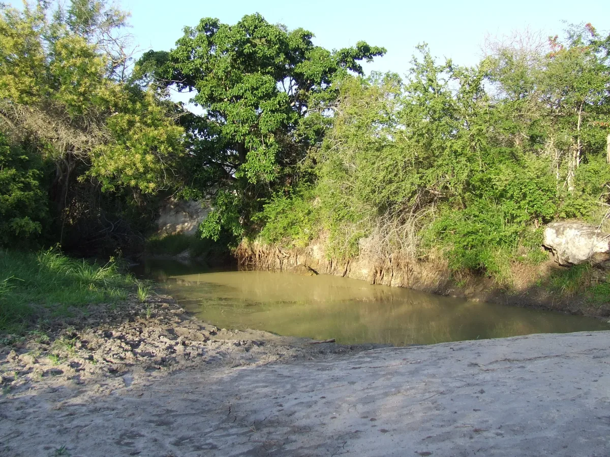 Waterhole surrounded by green bush in Mkomazi National Park