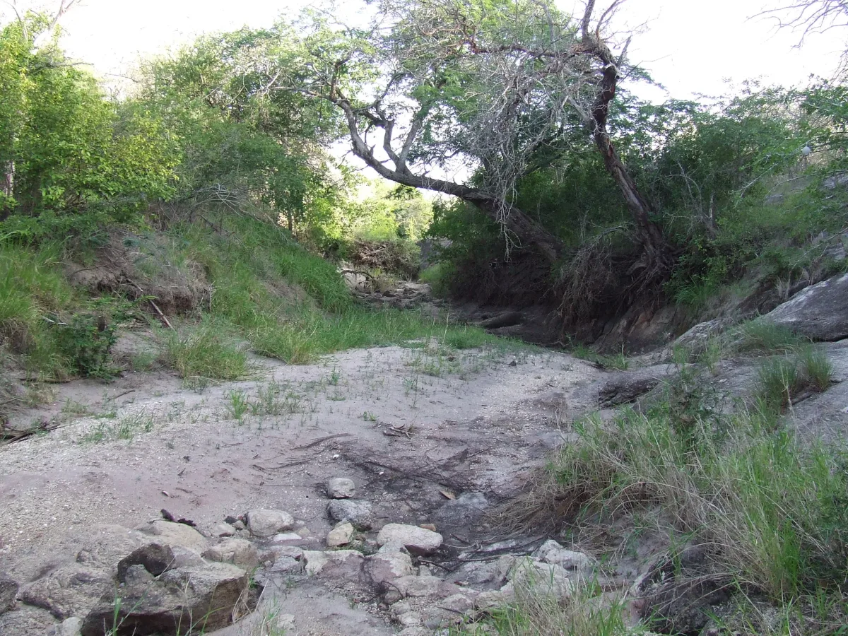 Dry sand river lined with acacia trees in Mkomazi